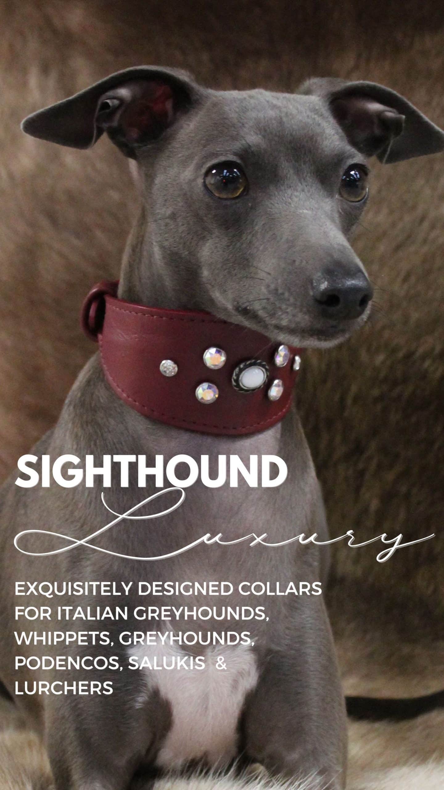 greyhound lurcher whippet italian leather dog collars